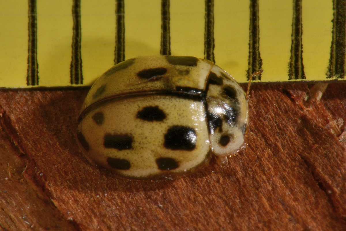 Coccinellidae: Propylea quatuordecimpunctata? S.
